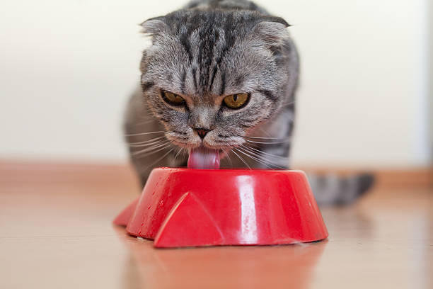 Cat sitting behind the bowl and drinking water stock photo