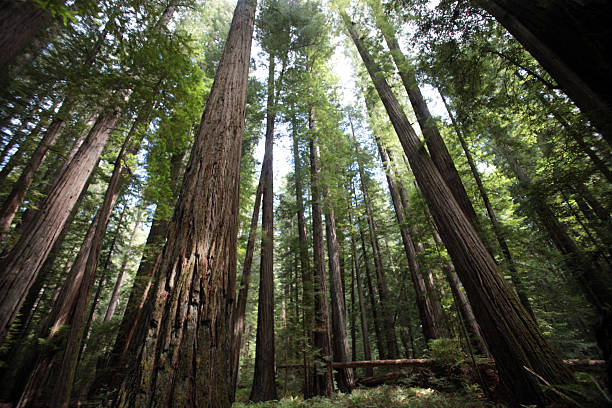 istock Northern California Redwood Forest 508322550