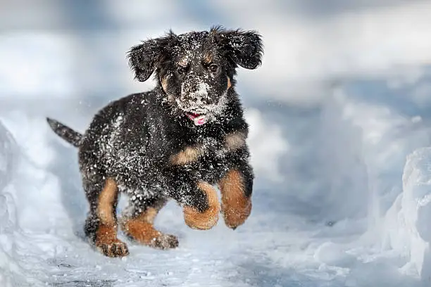 Black and golden hovawart puppy on the snow