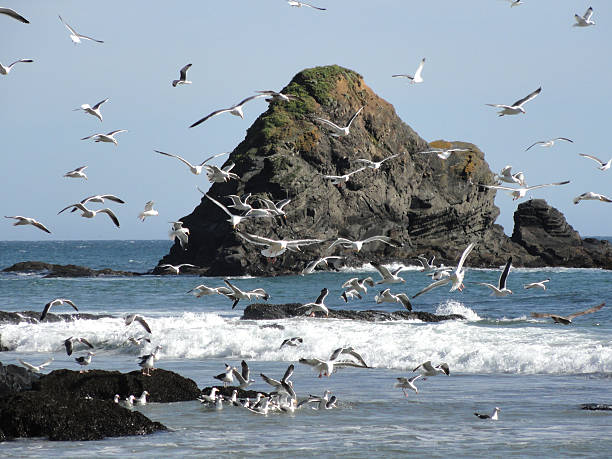 istock Seagull, big rock, ocean 508323528