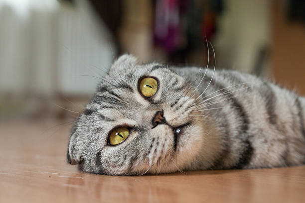 istock Cat is lying on the floor, he is so sweet 508323896