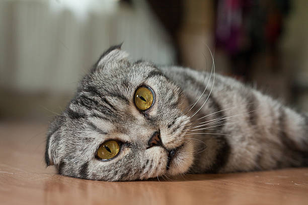 istock Cat is lying on the floor, he is so sweet 508324116