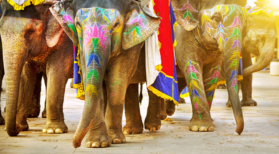 Indian elephants with tourist