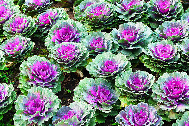 istock Colorful Ornamental Cabbages 508325146