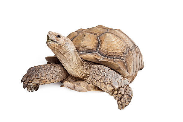 istock Sulcata Tortoise Looking Up on White 508325492