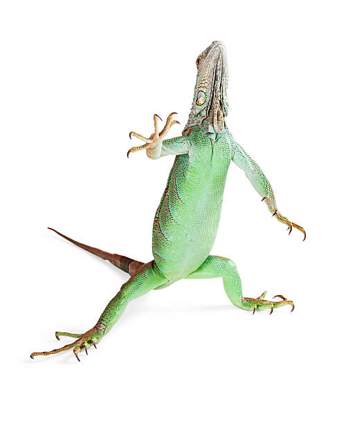 istock Iguana Standing Raising Hand 508325570