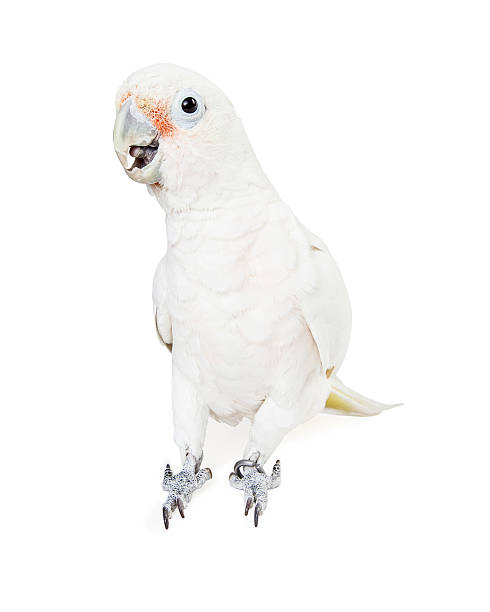 istock Beautiful white parrot bird isolated 508325822