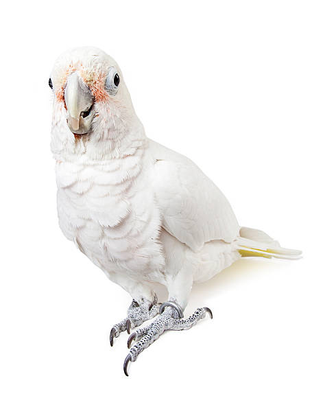istock Beautiful White Cockatoo Bird Looking Forward 508325834