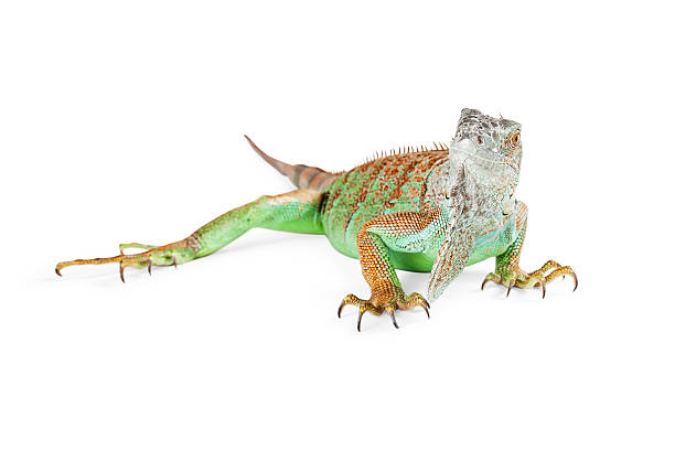 istock Beautiful Green Iguana on White 508325874