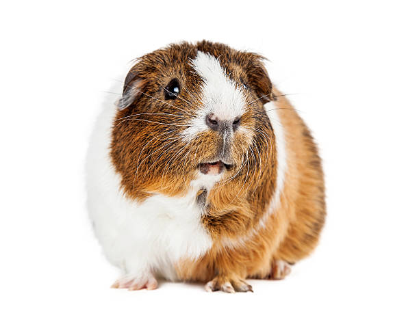 istock Cute Guinea Pig On White Looking Up 508325930