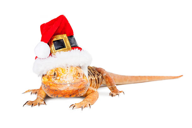 istock Christmas Santa Bearded Dragon 508325974