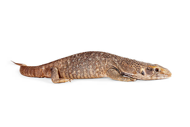 istock Baby Savannah Monitor Lizard 508325992