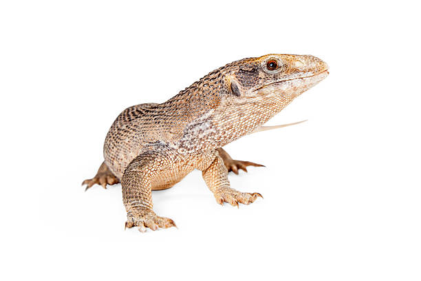 istock Young Savannah Monitor Lizard 508326002