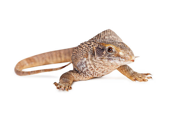 istock Savannah Monitor Lizard Over White 508326052