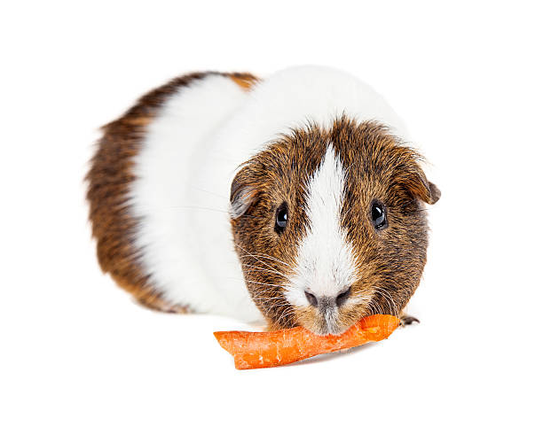 istock Pet Guinea Pig Eating Carrot 508326100