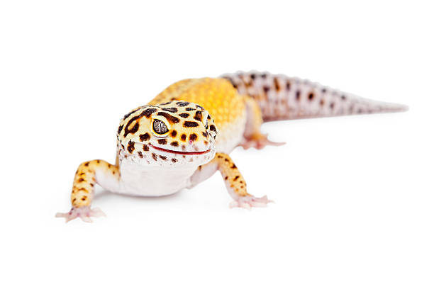 istock Yellow and Brown Leopard Gecko 508326186