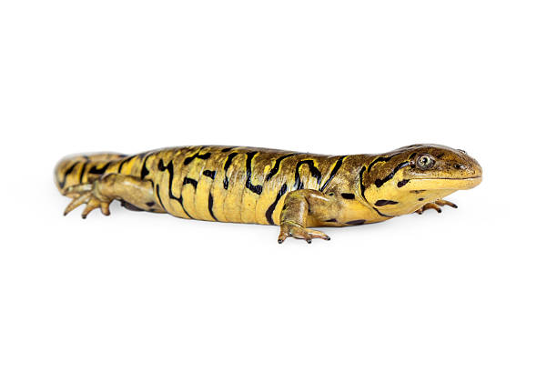 istock Profile of Tiger Salamander 508326252
