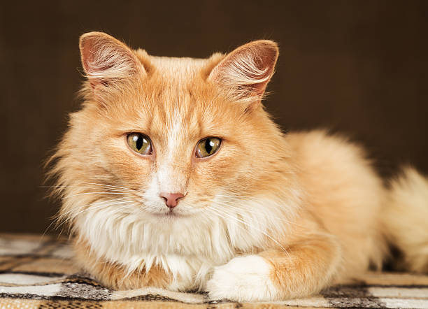 istock golden red fluffy cat  looking on home environment background 508326988