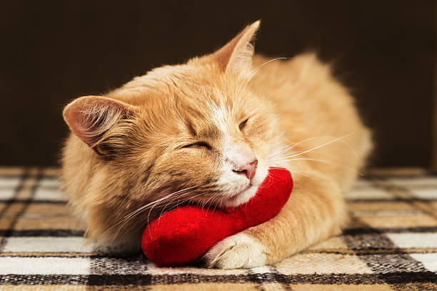 istock Red fluffy cat asleep hugging soft plush heart toy 508327102
