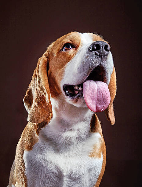 istock Portrait of young beagle dog 508327156