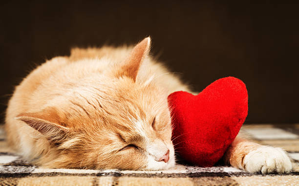 istock Golden red beautiful cat asleep 508327160