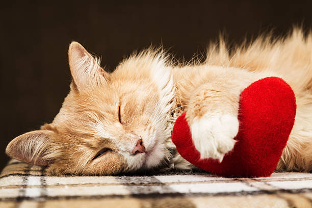 istock Red fluffy cat asleep hugging soft plush heart toy 508327278