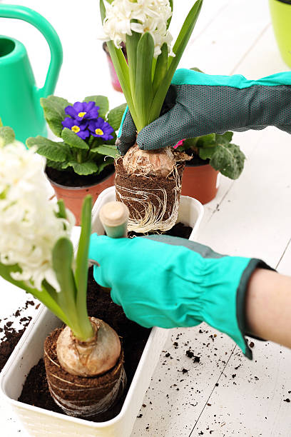 istock Hyacinth, repotting plants 508328178
