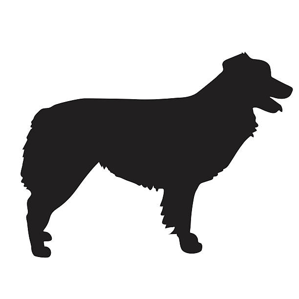 ilustrações de stock, clip art, desenhos animados e ícones de silhueta de cão pastor australiano - australian shepherd