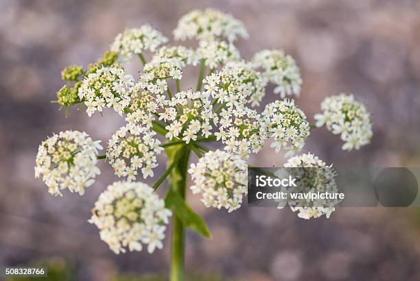 Photo libre de droit de Cerfeuil Sauvage Anthriscus Sylvestre Diffuse Arrièreplan banque d'images et plus d'images libres de droit de Cerfeuil sauvage