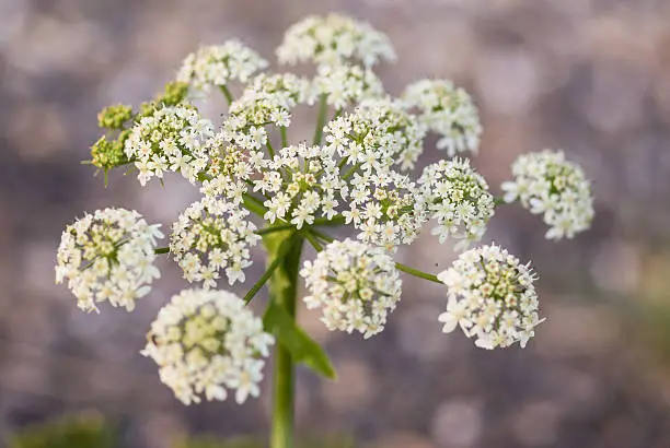 White Cow parsley flower (Anthriscus sylvestris) as close up with a diffuse background