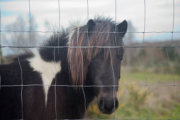 istock Pony behind a wired fence. 508329002