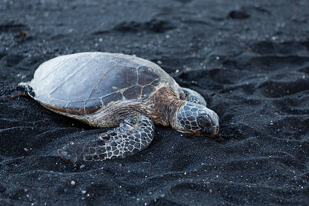 belle grosse tortue allongé sur une plage de sable noir - dormant volcano photos et images de collection