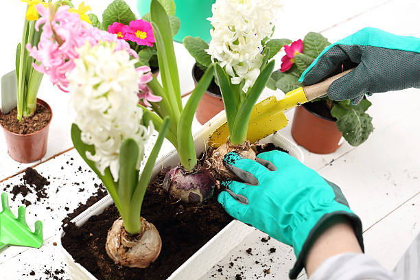 istock Hyacinths, spring flower arrangement 508339528