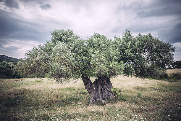 成熟したオリーブの木や空は曇ったバック - olive tree tree root old ストックフォトと画像