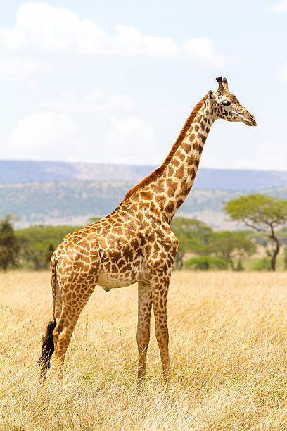 istock Long giraffe standing at the savannah in Serengeti 508340186