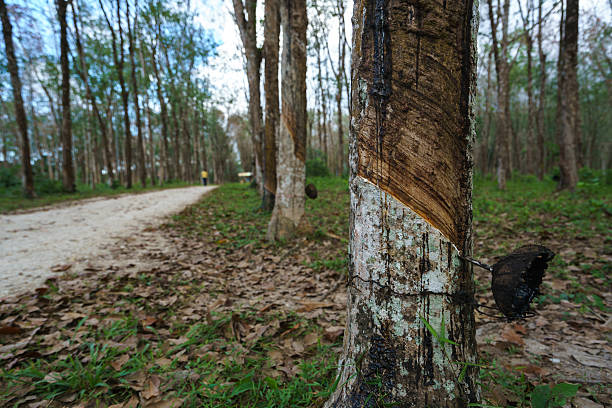 istock Plantation of rubber trees in Thailand 508342454