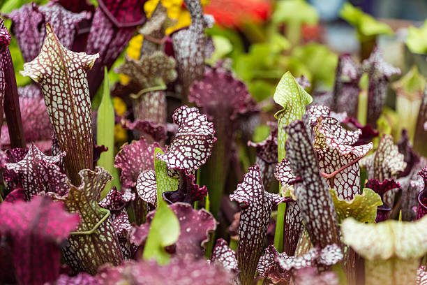 istock Sarracenia purpurea 508343562