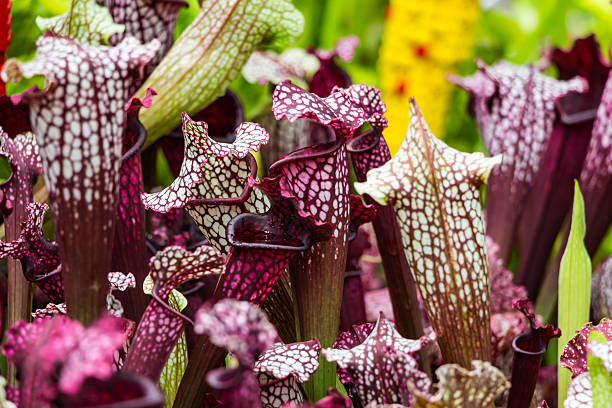 istock Sarracenia purpurea 508343588