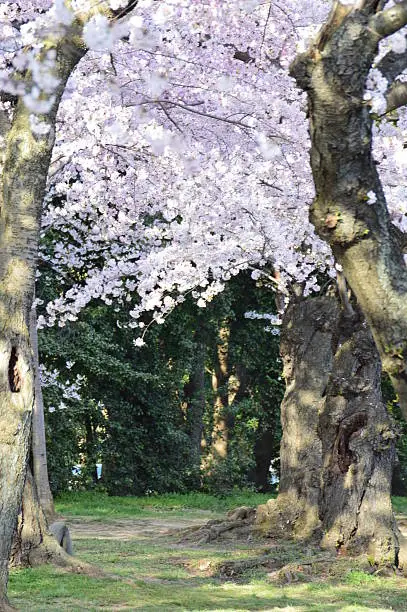 Pass under Cherry Blossom Trees