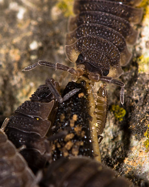 istock Rough woodlice (Porcellio scaber) eating dead slug 508343776
