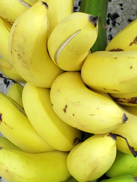 West Island Fig Bananas 