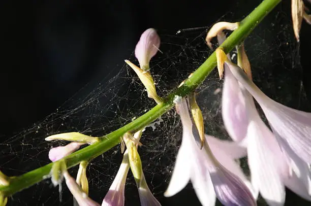 spider web inlaying a flower