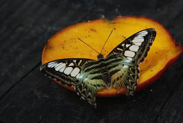 Drunken butterfly rests on a mango