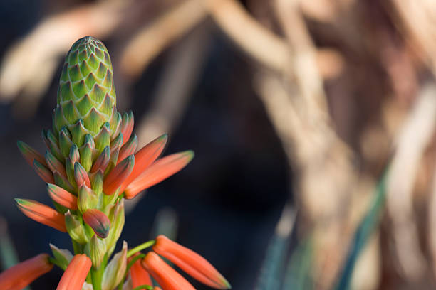 istock Bud of blue aloe plant 508345994