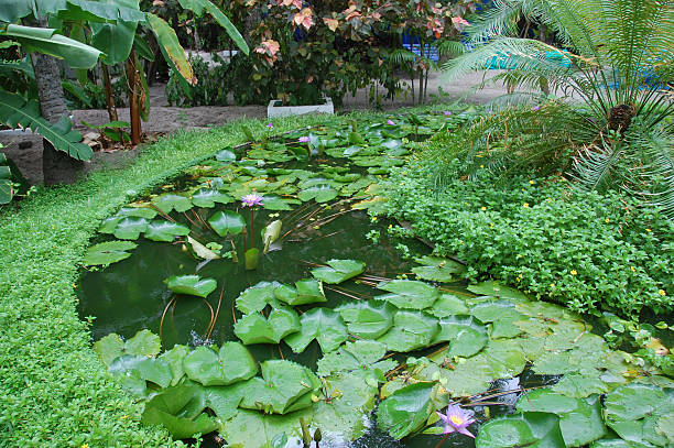 istock Water plants garden at Maldives island 508346874