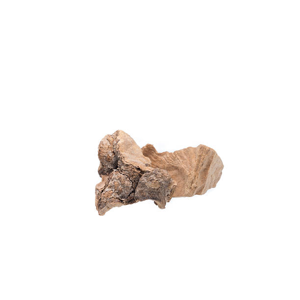 istock Dried Herbs,Smilax glabra Roxb., Smilax glabra Wall. ex Roxb. 508346973