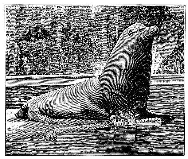 Antique illustration of Sea lion