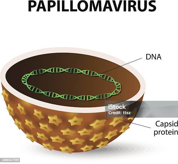 Humaner Papillomavirus Hpv Stock Vektor Art und mehr Bilder von Humaner Papillomavirus - Humaner Papillomavirus, Krebserregender Virus, Anatomie