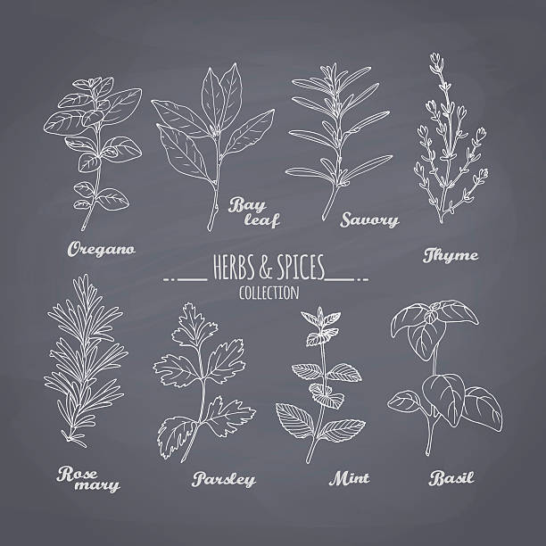 stockillustraties, clipart, cartoons en iconen met set of hand drawn spicy herbs on chalkboard background - peterselie illustraties