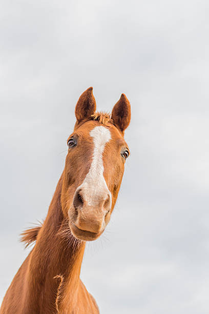 istock Horse face against sky 508348030
